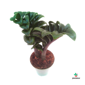 Zamioculcas Zamiifolia 'Zenzi'