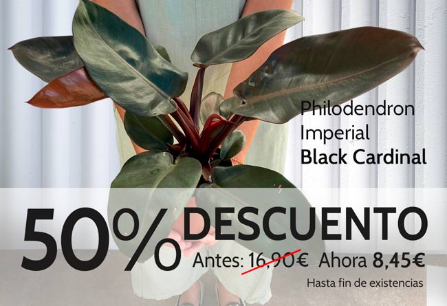 50% en Philodendron